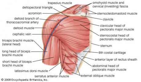Shoulder-Muscles-Diagram