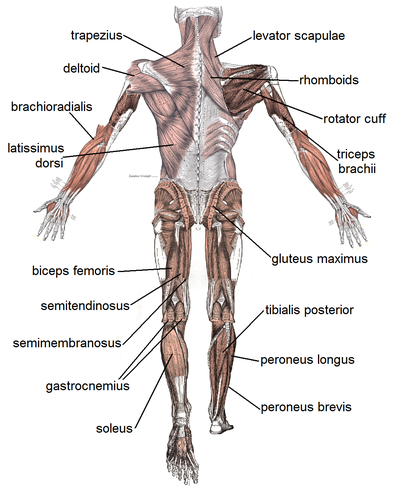 400px-Muscle_posterior_labeled