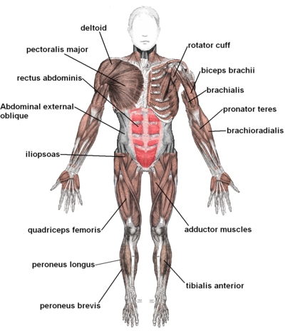 400px-Muscles_anterior_labeled
