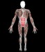 400px-Muscles_anterior_labeled